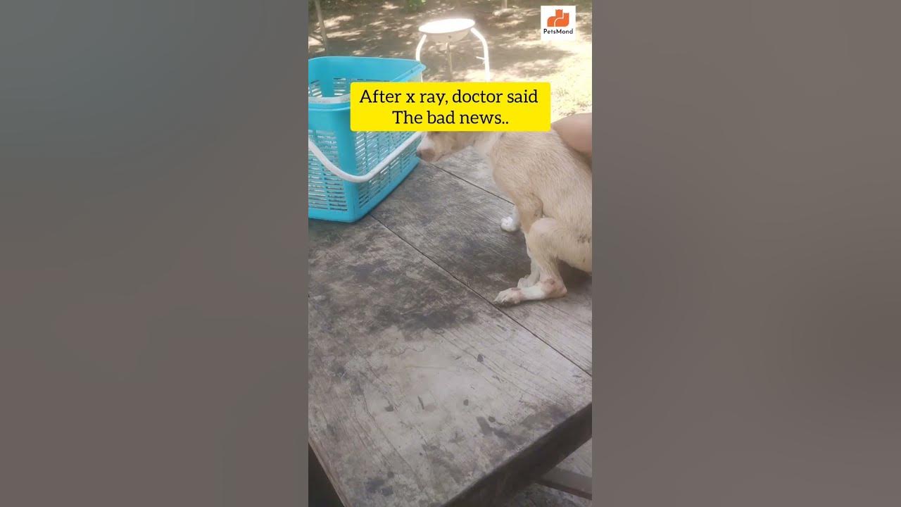 'Video thumbnail for Our Rescued Pup Is Diagnosed With... 💔😭 | Dog Rescue Story | Pelvic Fracture | PetsMond'