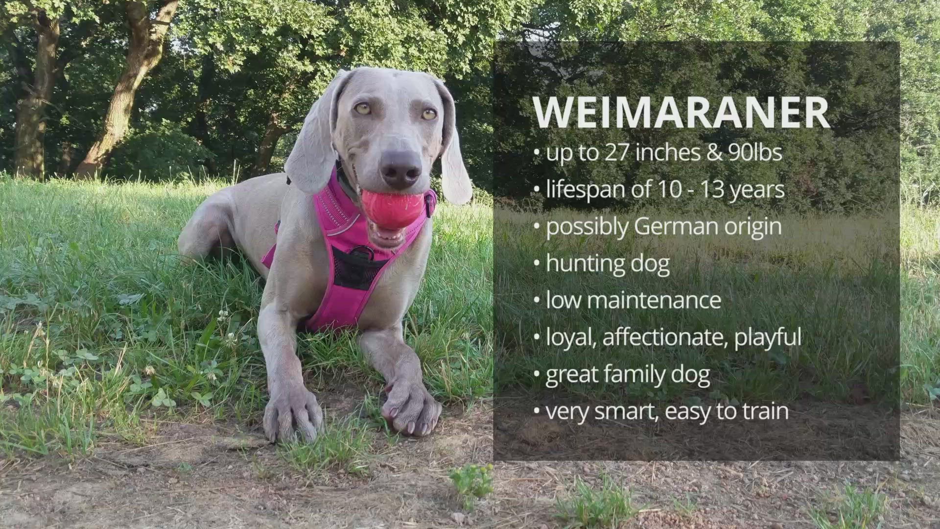 Why Do Dogs Nibble? informacionpublica.svet.gob.gt