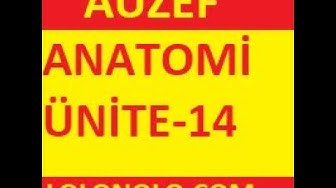 'Video thumbnail for Anatomi Ünite 14 Online Test auzef sorular– Öğrenme Yõnetim Sistemi   Google Chrome 2020 02 02 00 24'