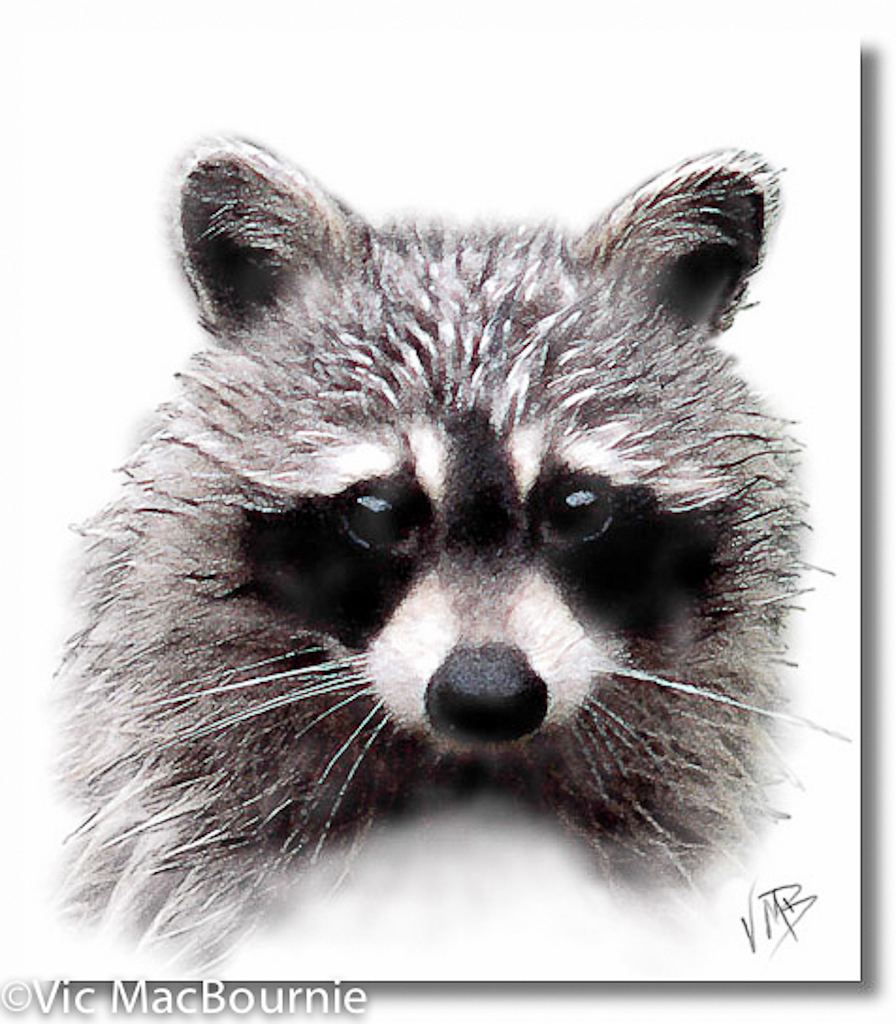 are raccoons as smart as dogs