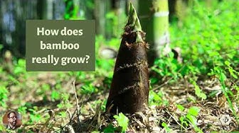 'Video thumbnail for How renewable is bamboo'