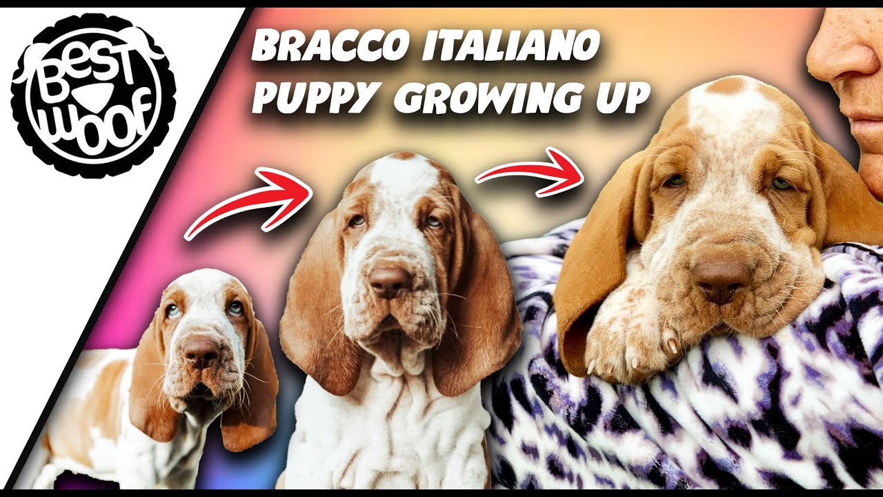 Video thumbnail for Bracco Italiano Update 12 21