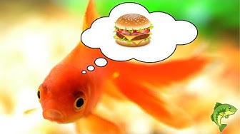 'Video thumbnail for What Is The Best Food For Goldfish? WHICH FOODS DO GOLDFISH LOVE TO EAT?'
