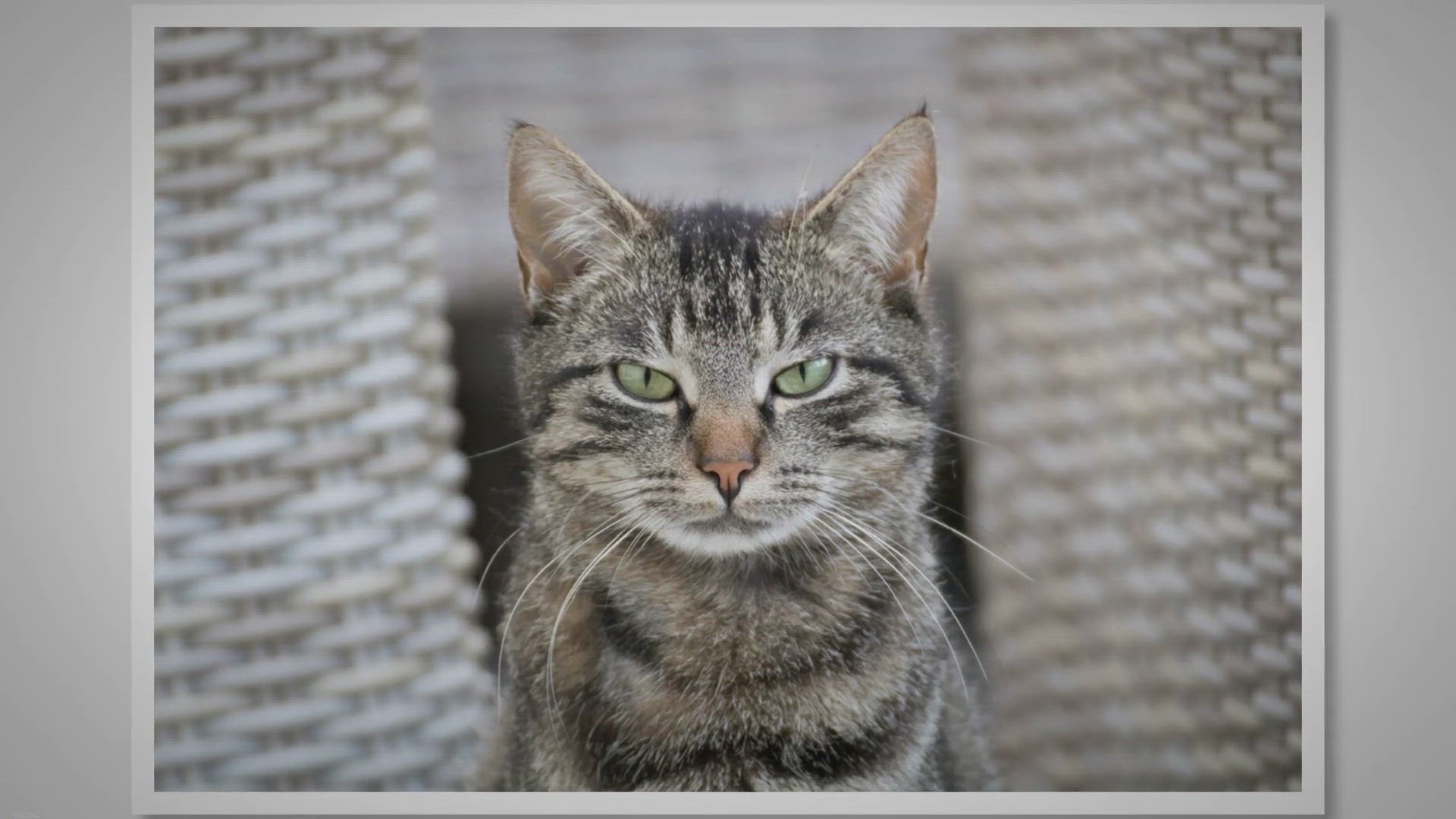 Video thumbnail for 11 Things That Emotionally Hurt Your Cat