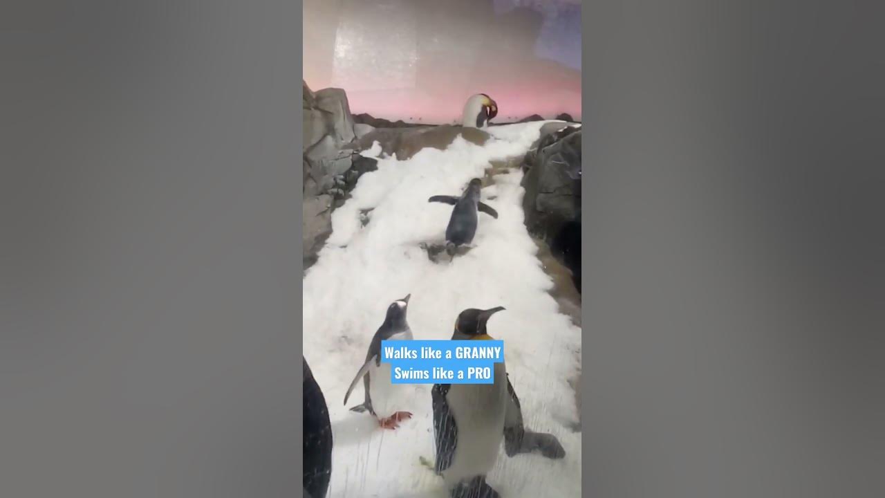 Video thumbnail for Granny Walks! #penguin #roadtrip #beautifuldestinations #mammal #sealife #toronto #london #India
