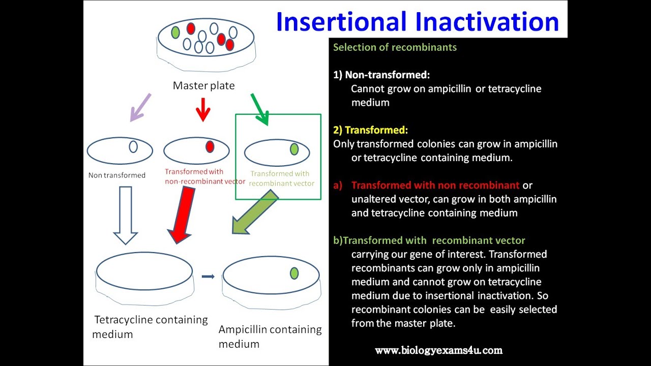 'Video thumbnail for What is Insertional inactivation? How it helps in the selection of recombinant colonies?'