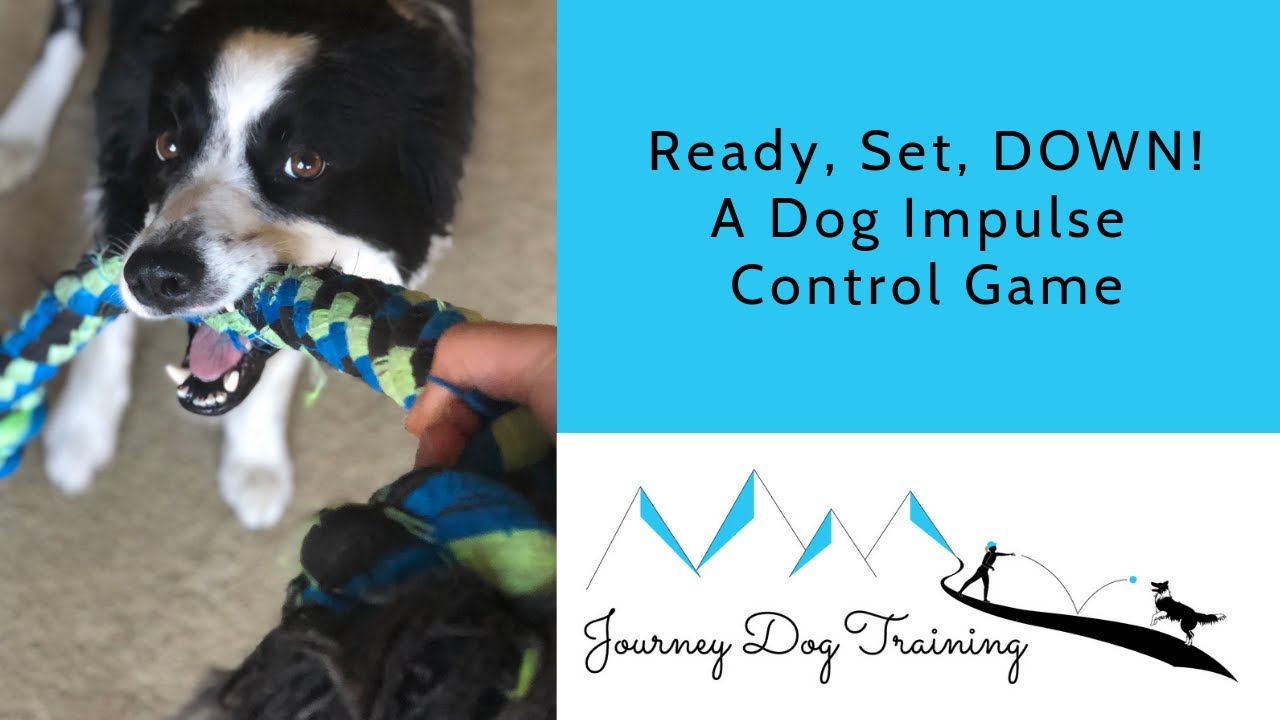 'Video thumbnail for Ready, Set, DOWN! | Journey Dog Training'