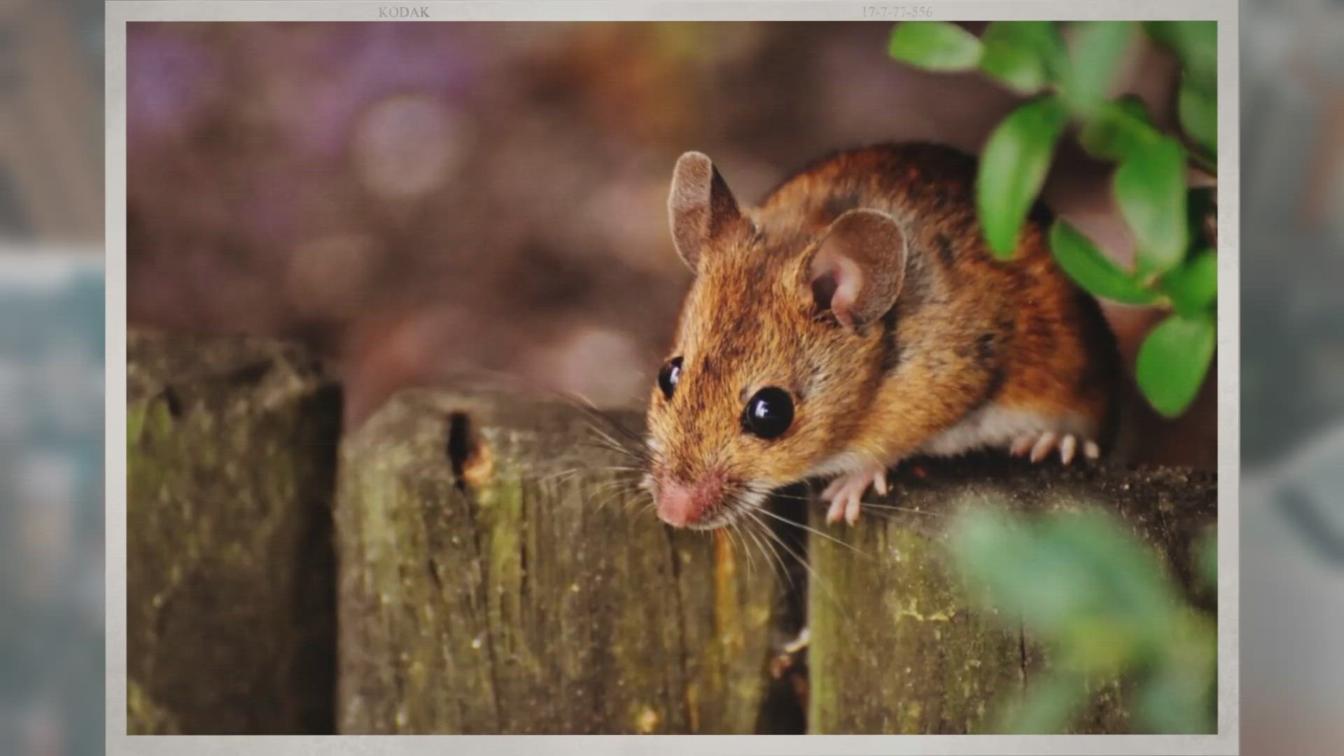 Video thumbnail for Why Is My Cello Squeaking, And How Do I Make It Stop?