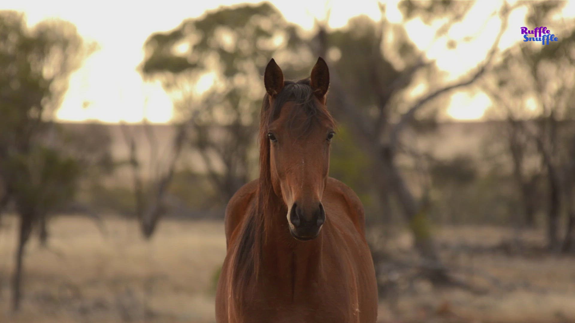 Video thumbnail for Horse Life