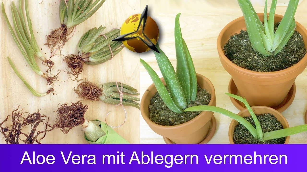 'Video thumbnail for Aloe Vera mit Ableger vermehren'