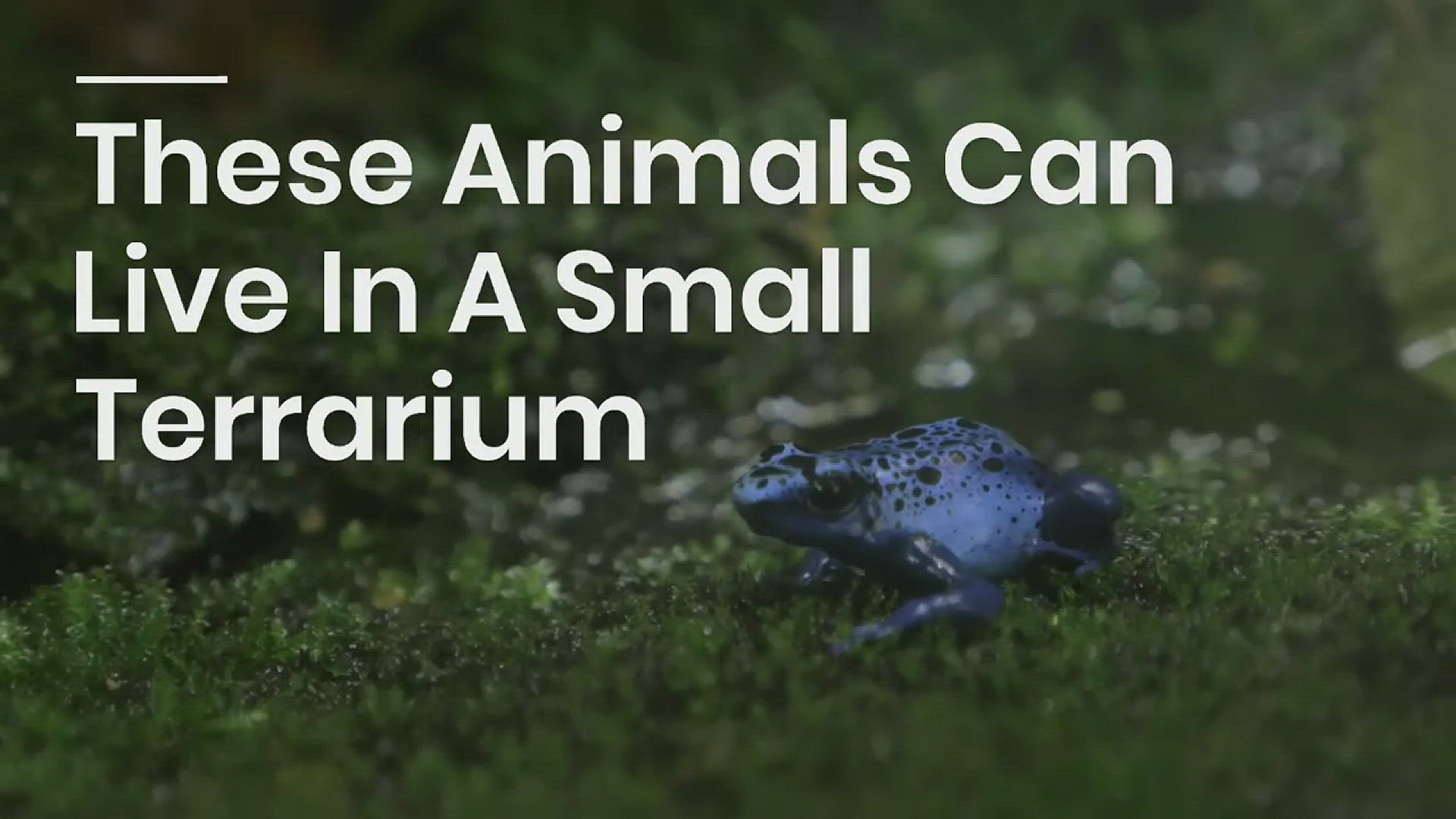 Playlist thumbnail for Everything