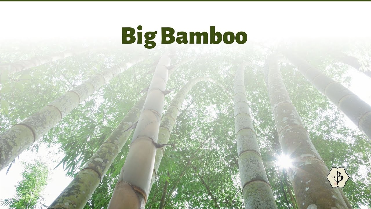 'Video thumbnail for Big Bamboo'