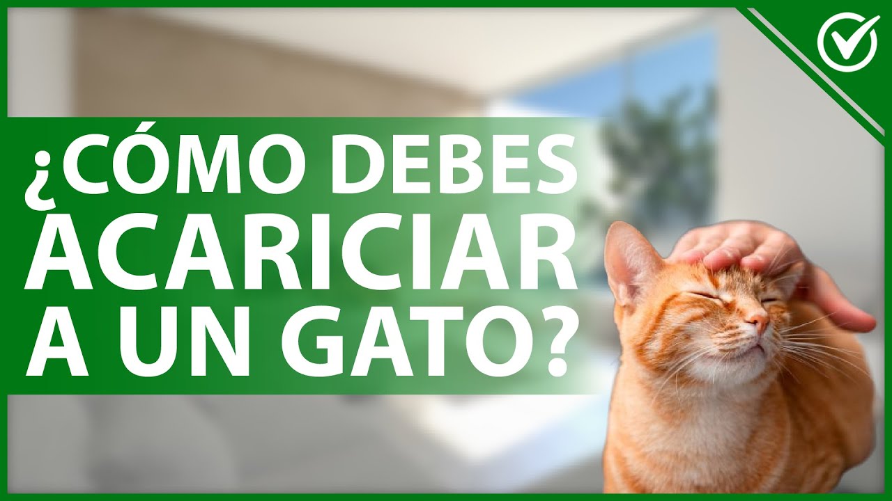 Video thumbnail for 😻 ¿Cómo se debe de ACARICIAR a un GATO según la anatomía felina? 🤲😻