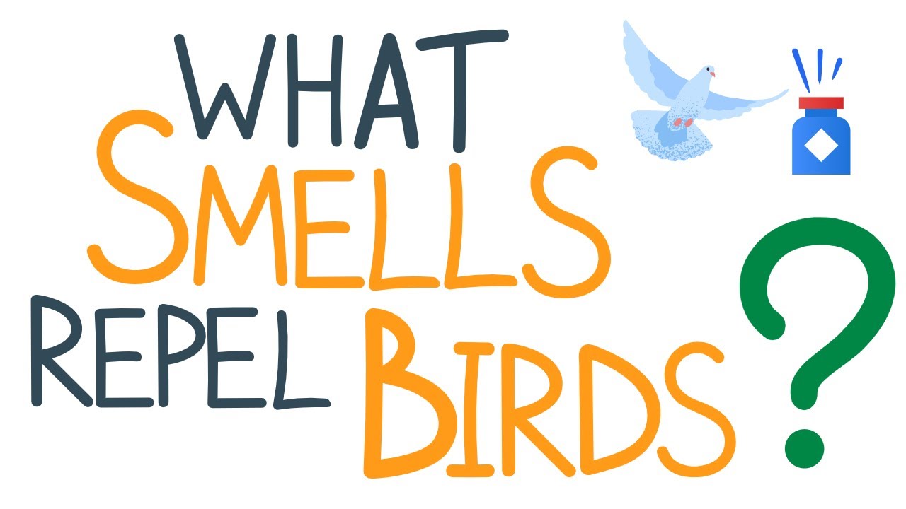 'Video thumbnail for What Smells Repel Birds?'