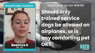 Video thumbnail for Beatrice wants a wider range of service animals on planes, but don't push it!