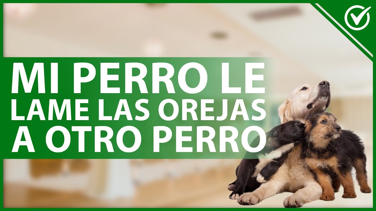 Video thumbnail for 🐩 ¿Tu PERRO le LAME las OREJAS a otros canes? - Significado y riesgos posibles 🐩