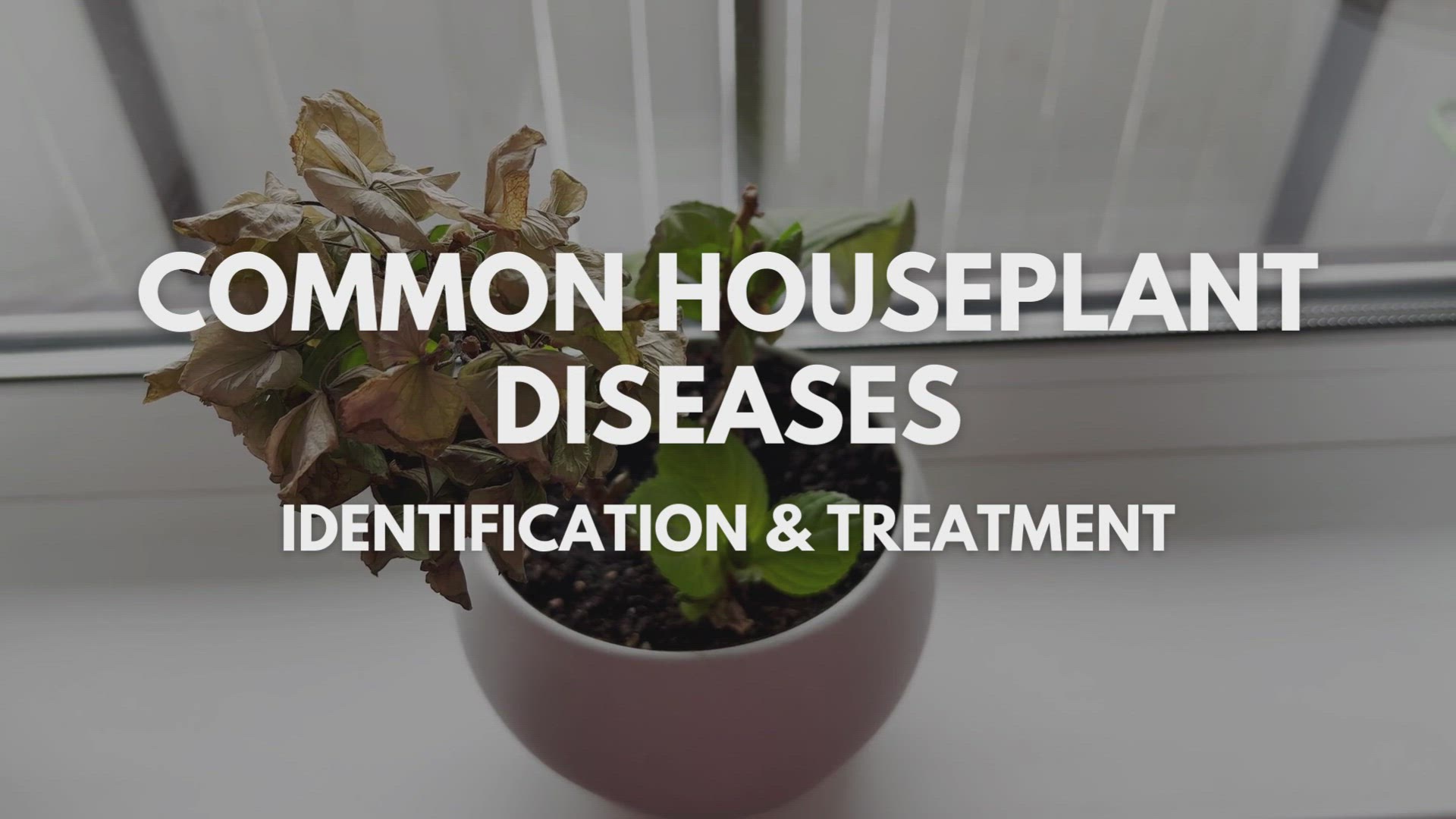 Video thumbnail for Common Houseplant Diseases – Identification & Treatment