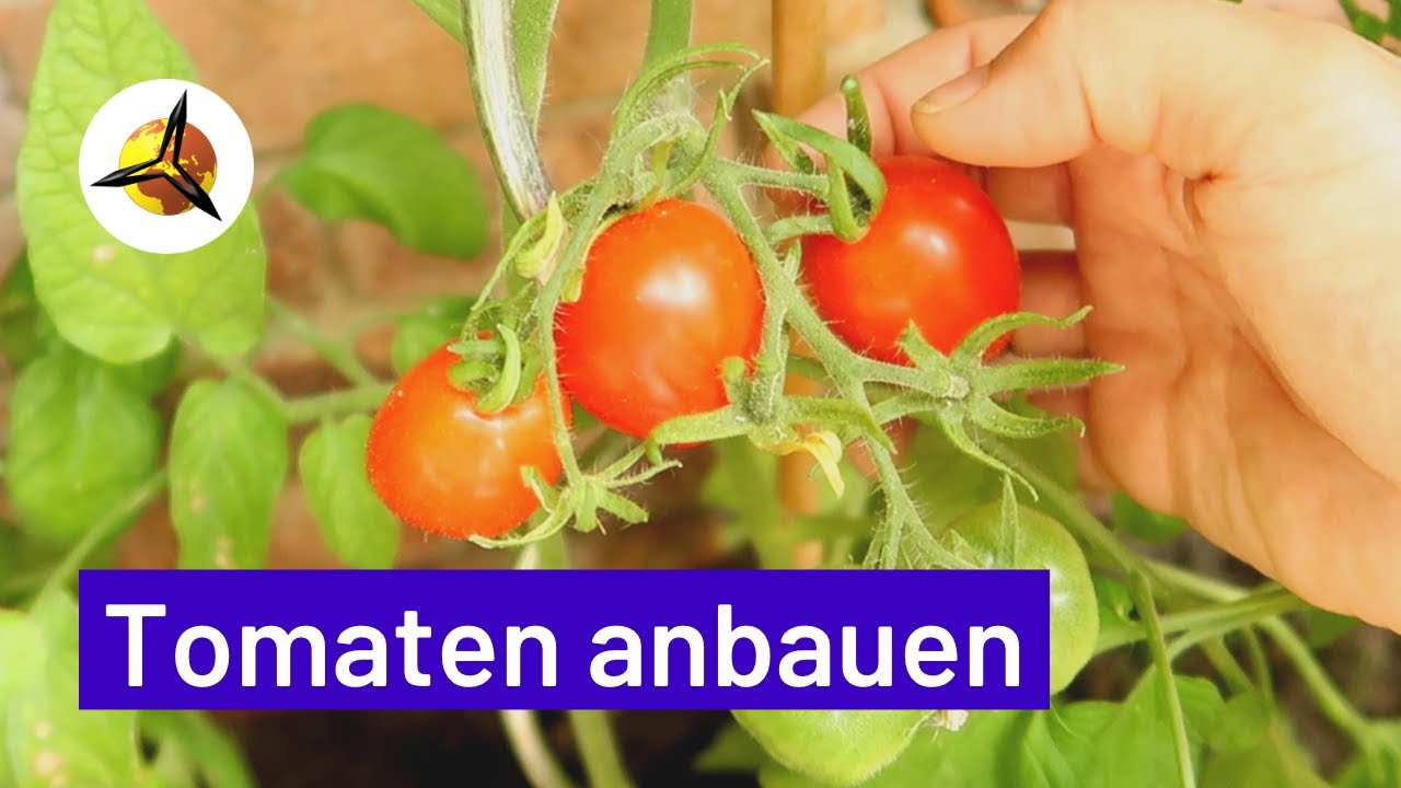 'Video thumbnail for Tomaten selber ziehen: Tomatenanbau für Anfänger'