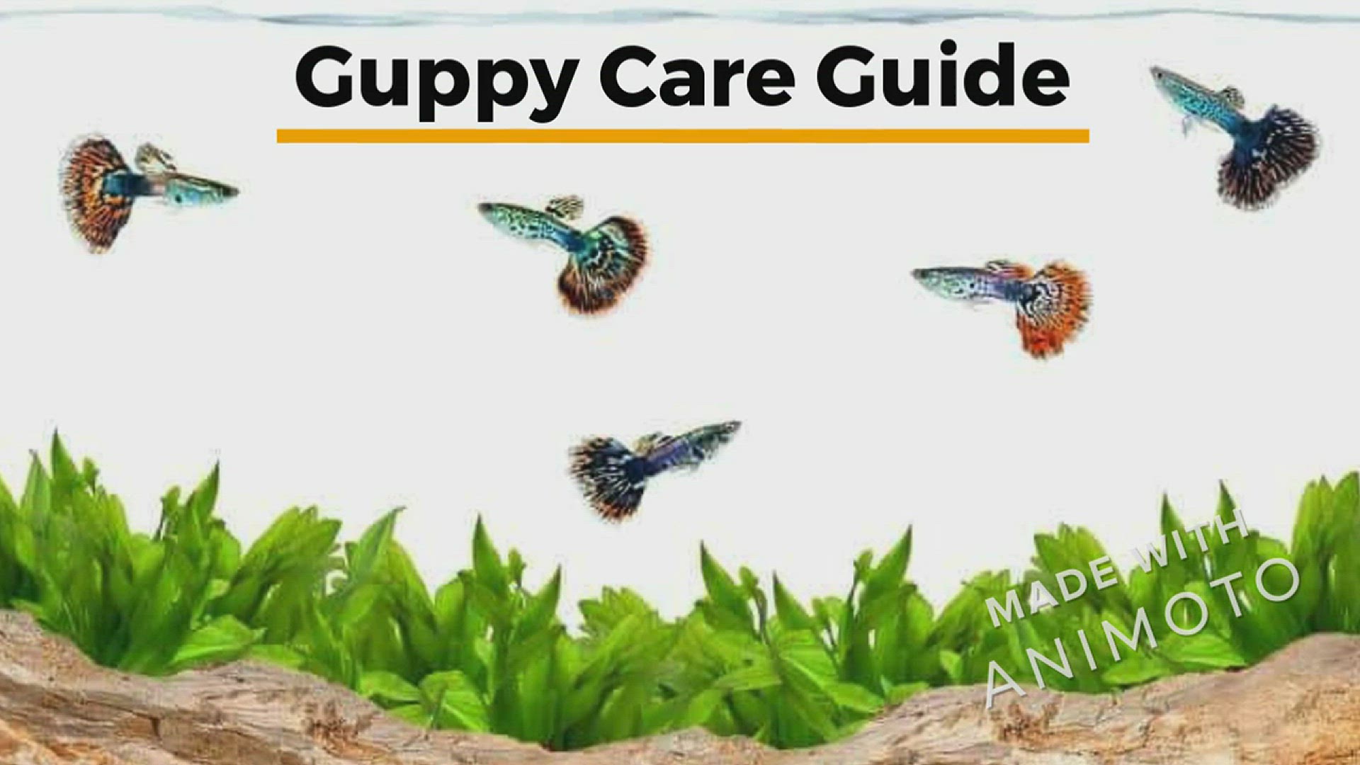 Guppy Care Journal: Guppy Fish Keeper Maintenance Tracker Notebook For All  Your Aquarium Needs. Great For Logging Water Testing, Water Changes, And