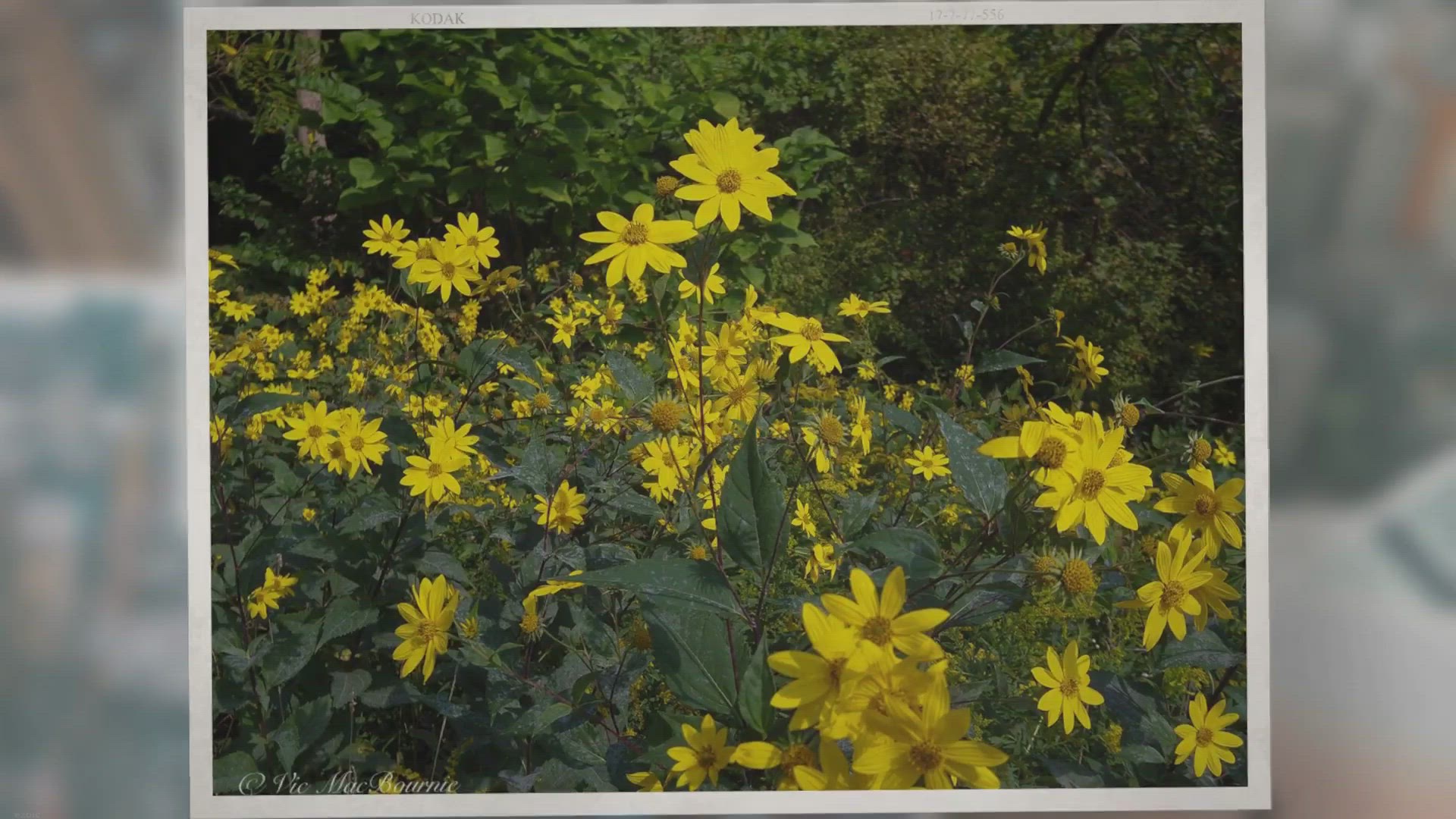 'Video thumbnail for Plant Native Sunflowers for the bees, butterflies and the birds'