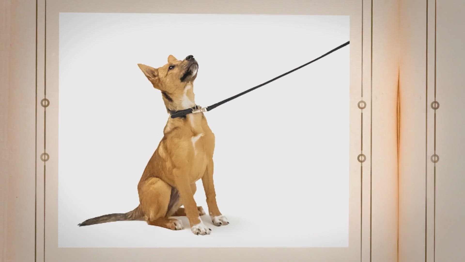 How To Treat Rope Burn From Dog Leash