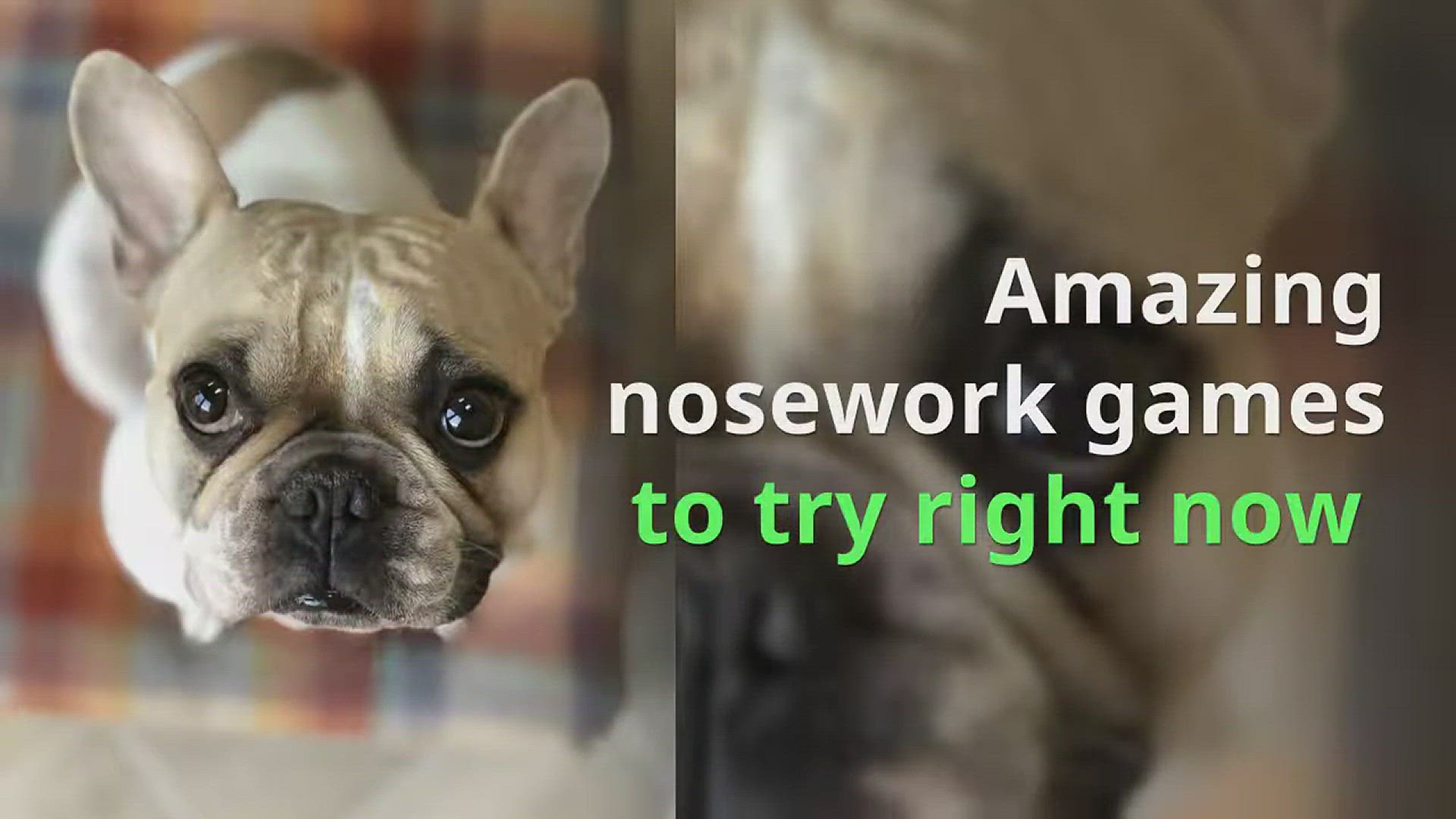 Video thumbnail for Amazing indoor nose work games to play with your dog from Ruffle Snuffle