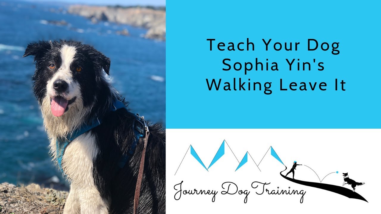 'Video thumbnail for Sophia Yin Leave It | Journey Dog Training'