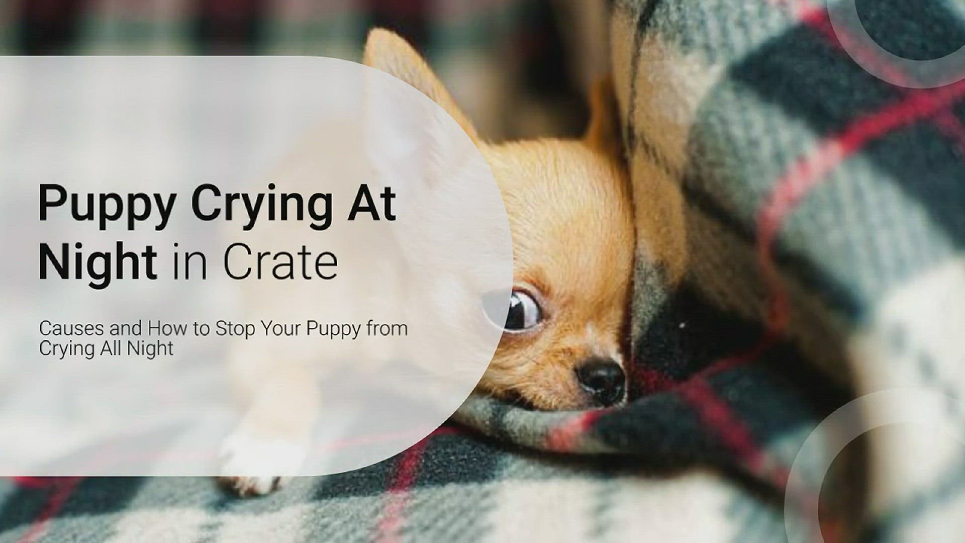 How Long Before Puppy Stops Crying When Alone