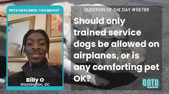 Video thumbnail for Billy wants all the dogs on all the planes. The new Hotel for Dogs!