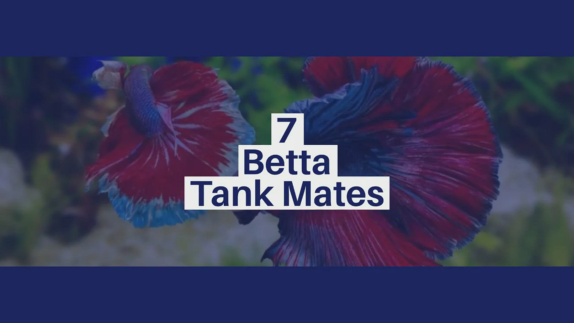 Video thumbnail for 7 Tank Mates For Betta Fish