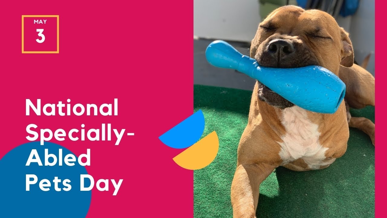 Video thumbnail for National Specially-Abled Pets Day