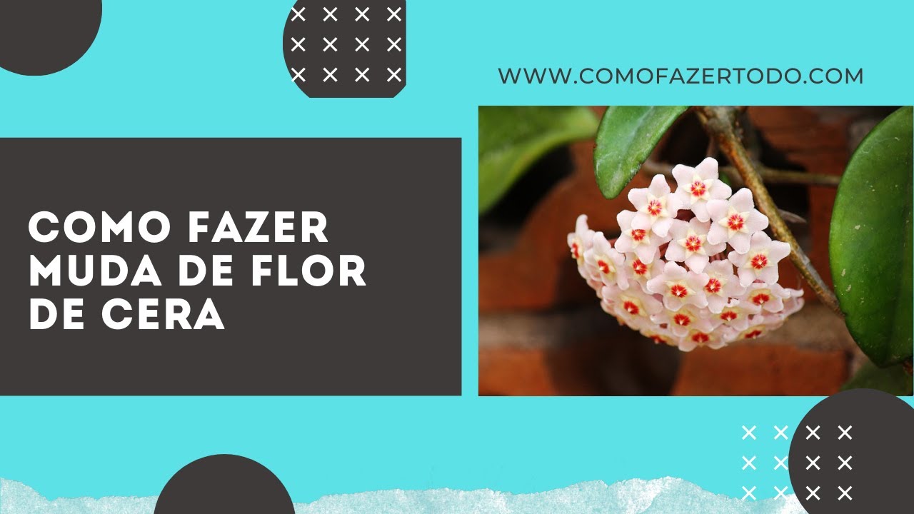 Video thumbnail for Como Fazer Muda de Flor de Cera Passo a Passo em Casa 🏡 ✂️ 🌱
