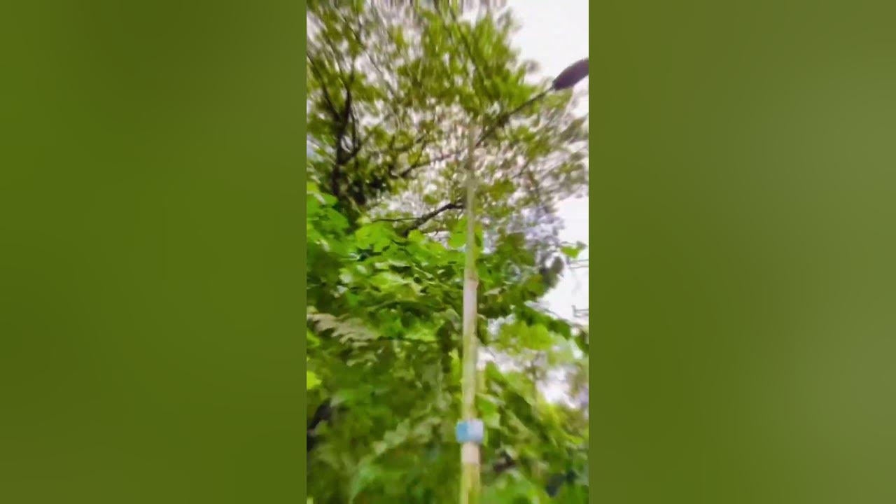 'Video thumbnail for Nature'