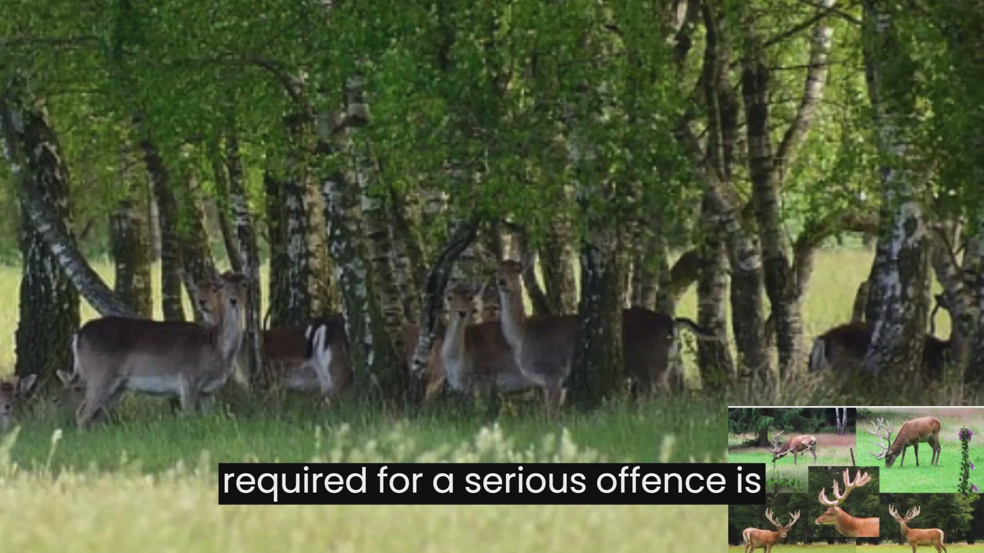 'Video thumbnail for The Lowther Deer Park'