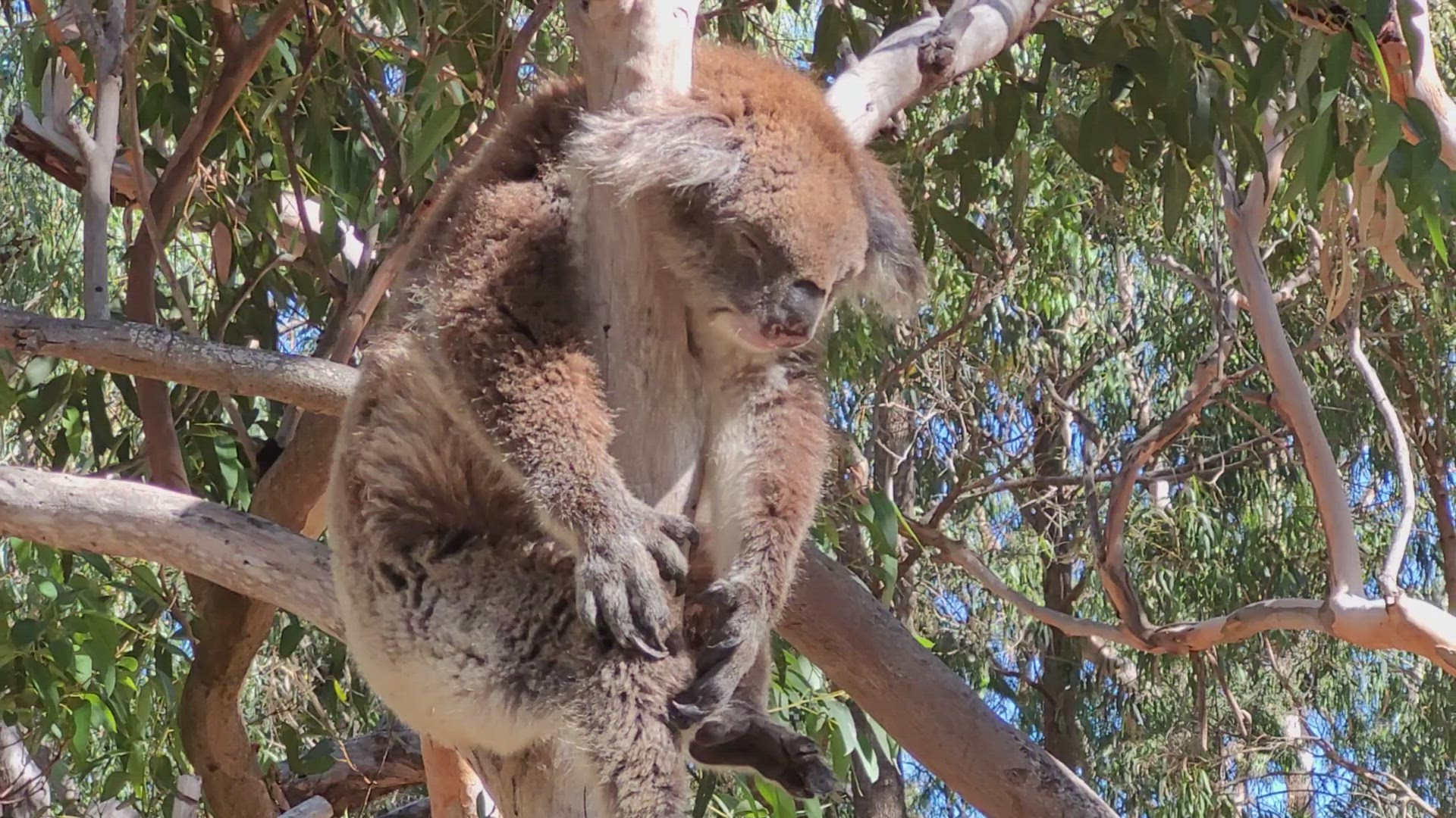 Video thumbnail for Koalas at Yanchep National Park