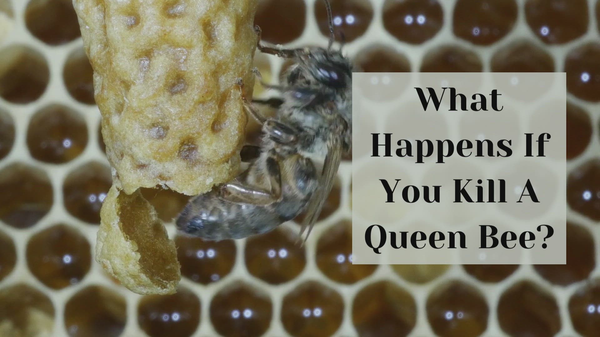 Queen Bees  Revival Queen Bees