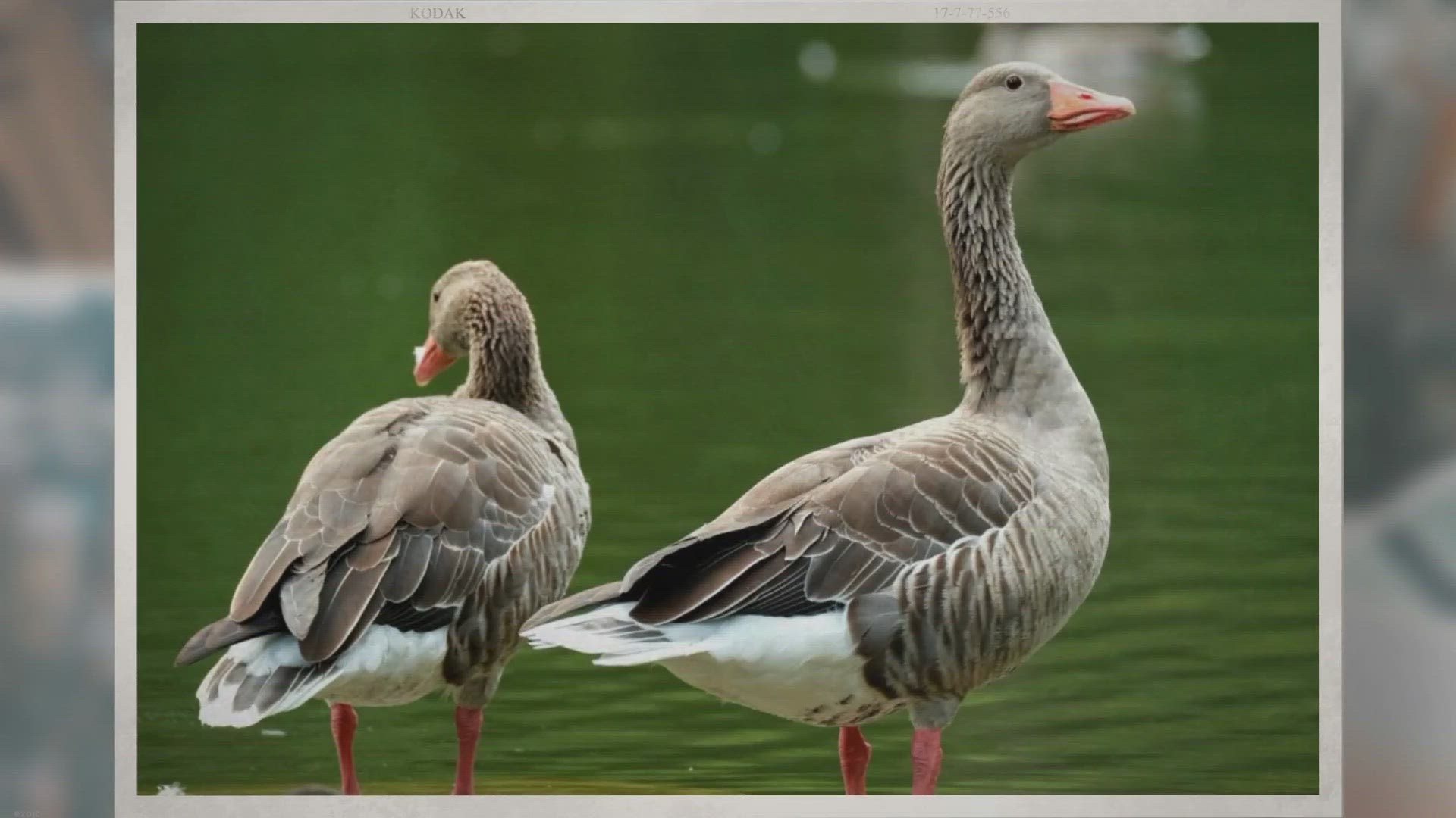 Video thumbnail for What Is a Group of Geese Called?