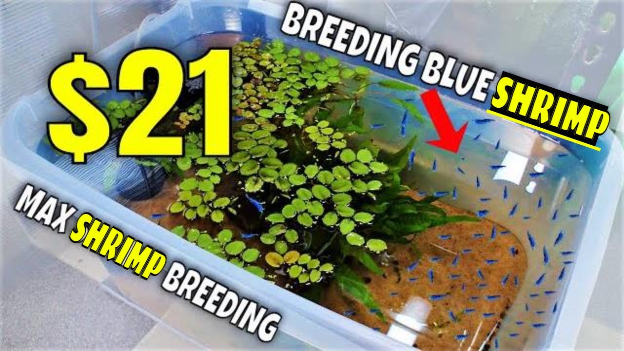 'Video thumbnail for Blue Dream Shrimp: Cheap Tank Setup With A Tub [How To - Step By Step - Comprehensive Guide]'