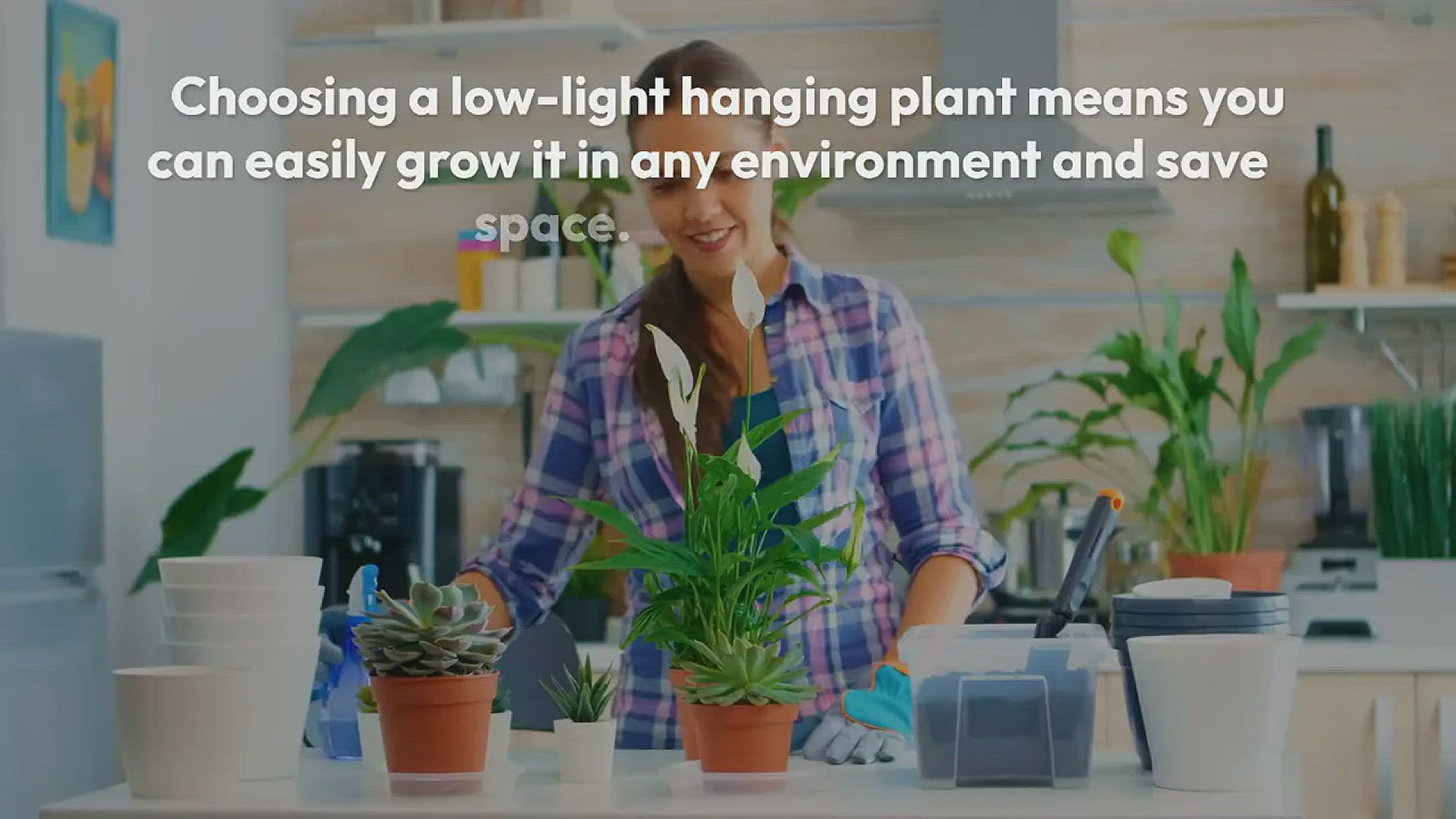 Video thumbnail for Low Light Hanging Plants
