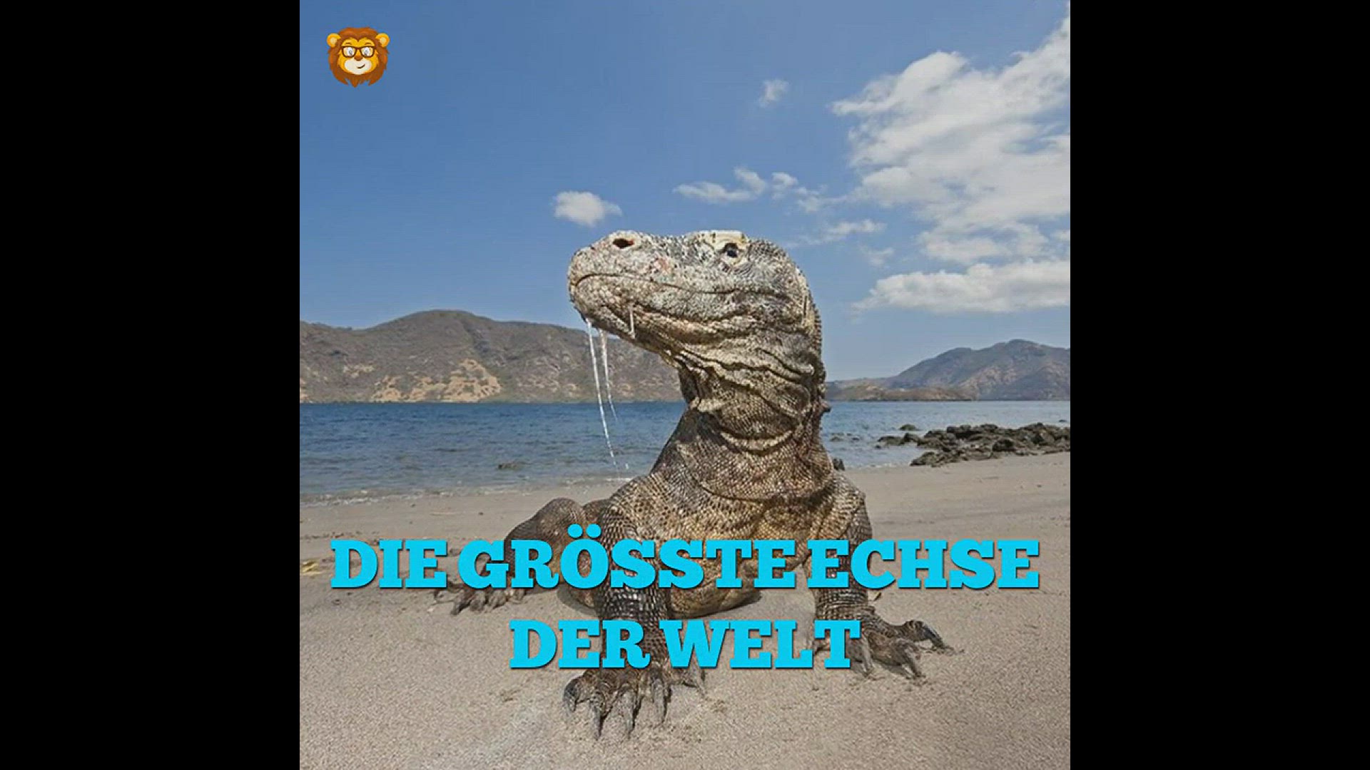 Video thumbnail for Die 5 Größten Tiere Ihrer Art!