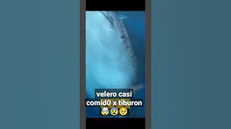 'Video thumbnail for #velero casi #comido x #Tiburonballena 😰🤯😱😱'