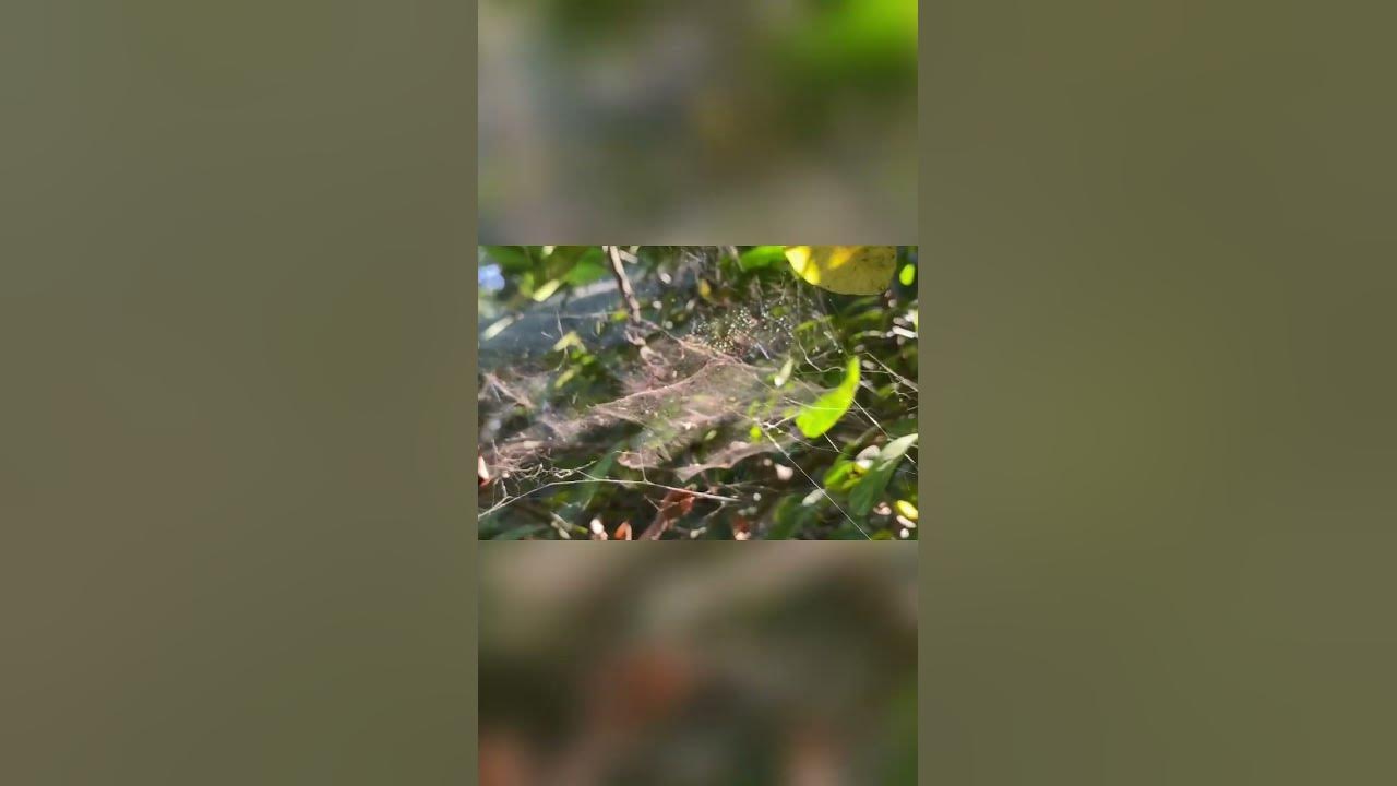 Video thumbnail for Spider web || Relax zone || #shortvideo