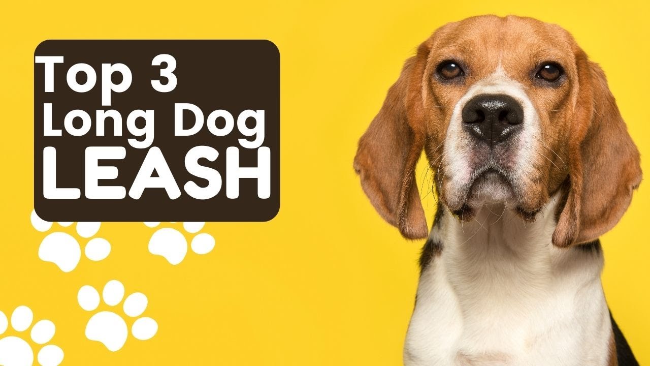 Video thumbnail for Best 100 Feet Long Leash for Your Puppy to Keep Them Close
