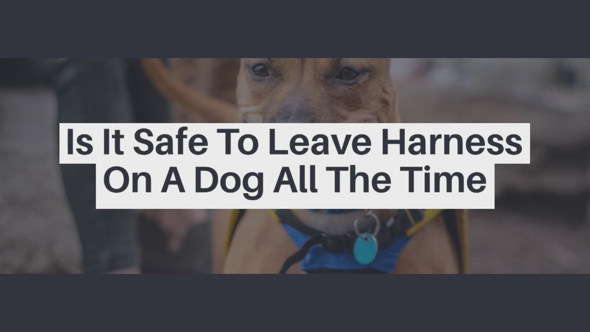 Video thumbnail for Is It Safe To Leave Harness On A Dog All The Time