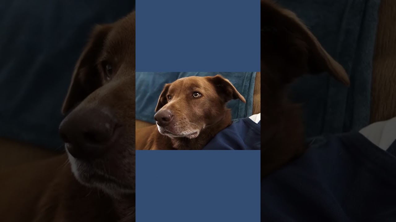 'Video thumbnail for Your Dogs Face When... #shorts'
