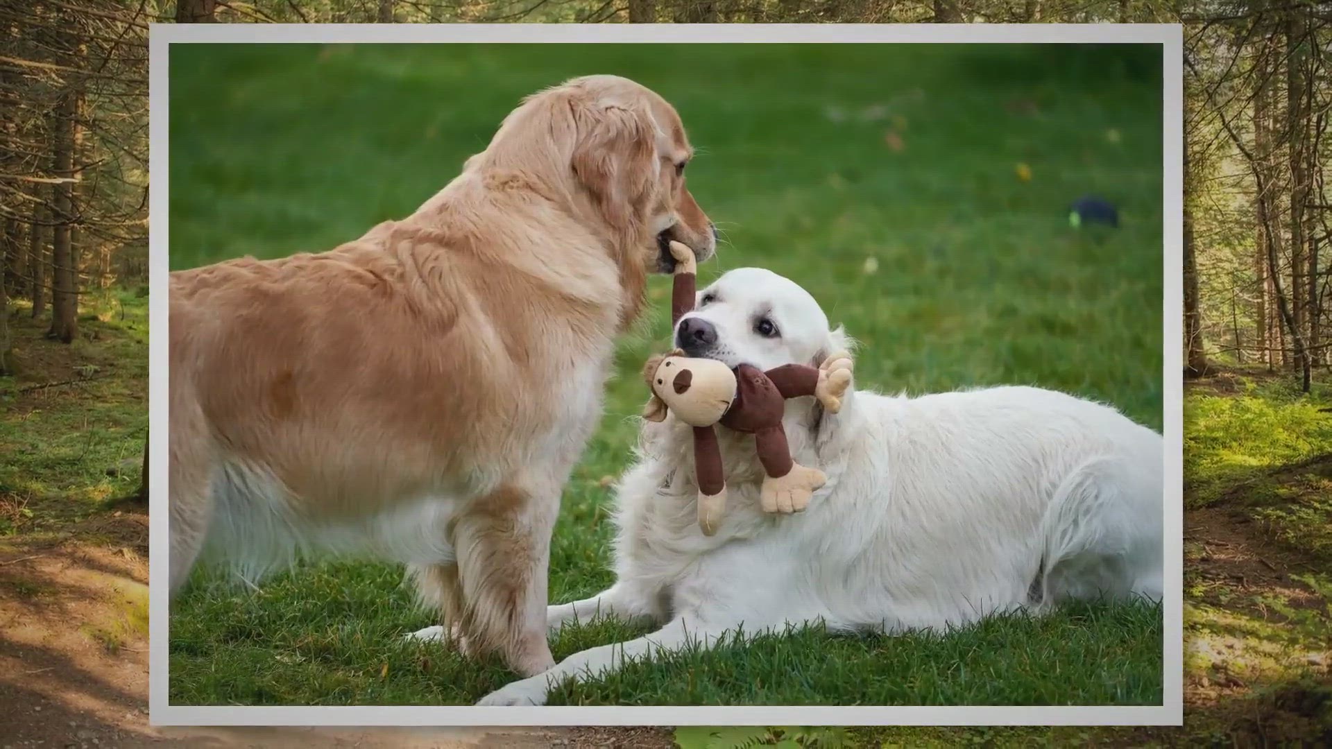 do golden retrievers pant a lot