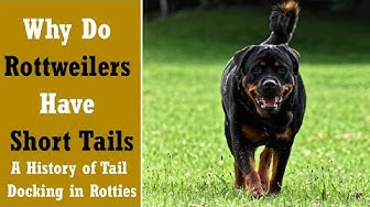 are rottweilers tails naturally short