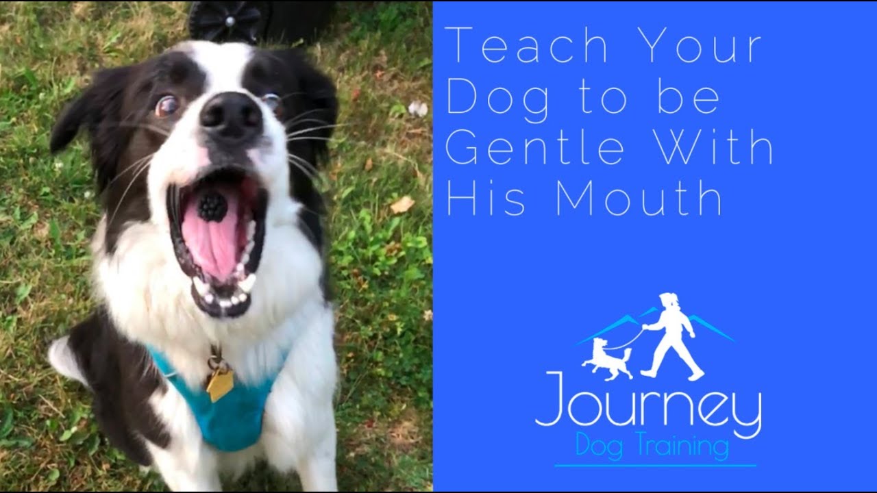 'Video thumbnail for Stop Your Dog's Mouthing and Nipping - Teach Him to be GENTLE with his Mouth'