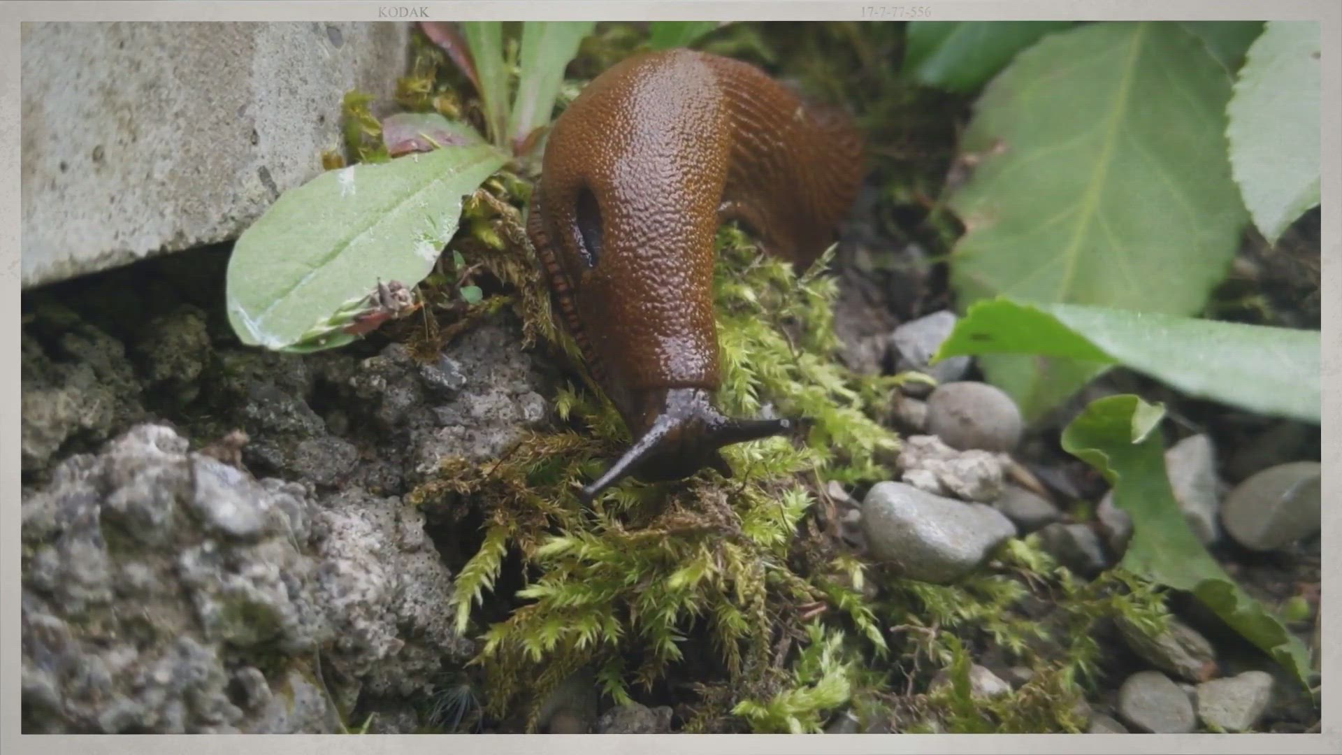 'Video thumbnail for Humane Ways To Deal With Slugs'