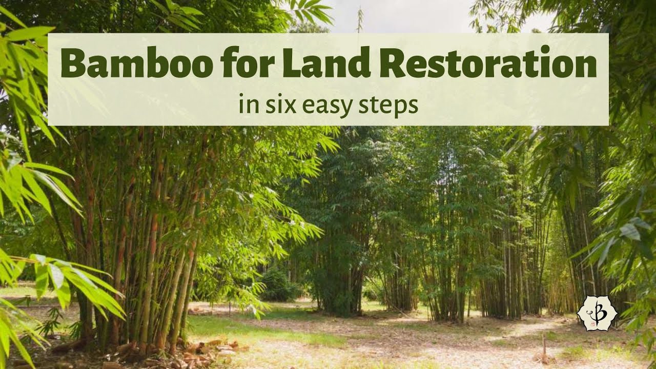'Video thumbnail for Bamboo for Land Restoration'